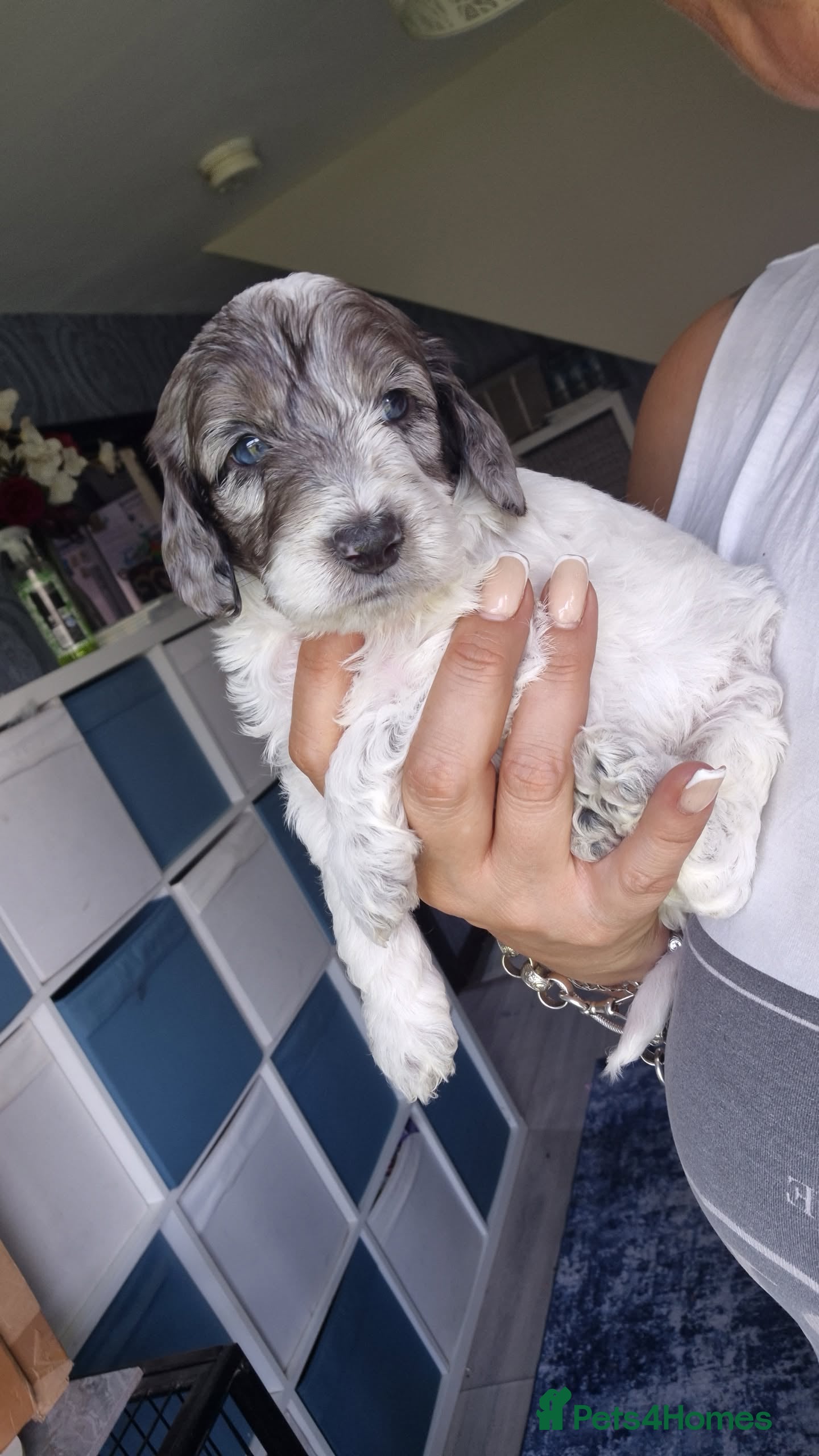 Cockapoo dogs Stunning F1 Male Cockapoos  - Advert 14