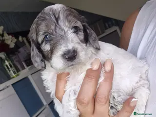 Cockapoo dogs Stunning F1 Male Cockapoos - Advert 14