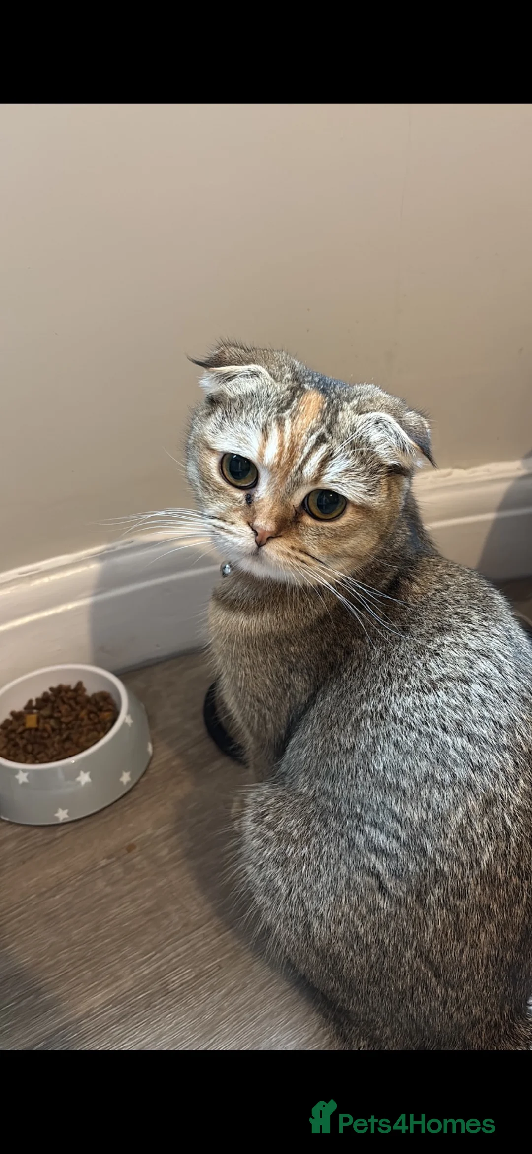 Scottish Fold cats for sale: Scottish Fold/Straight Kittens  - Advert 1