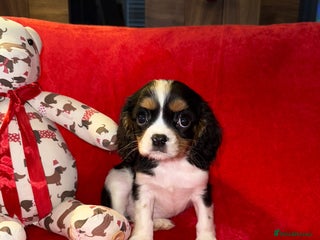 Cavalier King Charles Spaniel dogs 💙🩵Stunning Tri cavalier Boys 💙🩵 - Advert 3