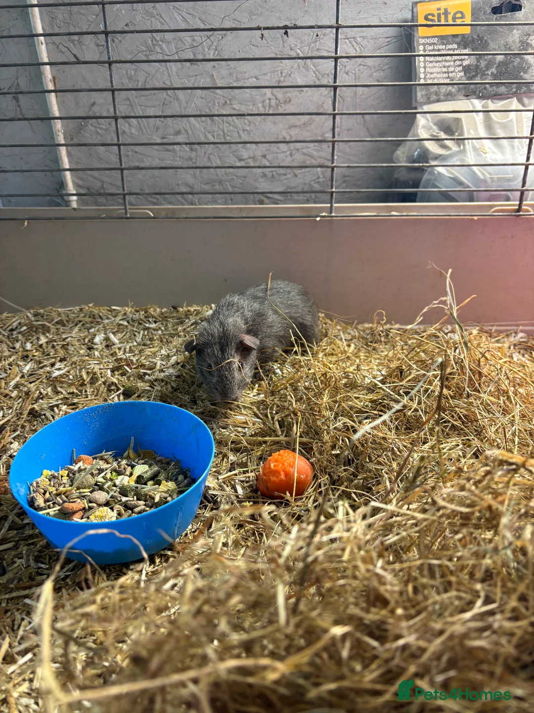 Mixed Breed rabbits for sale: Guinea pigs for sales - Advert 5