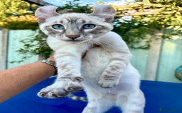 Bengal cats for sale: Stunning rare female  - Image 2