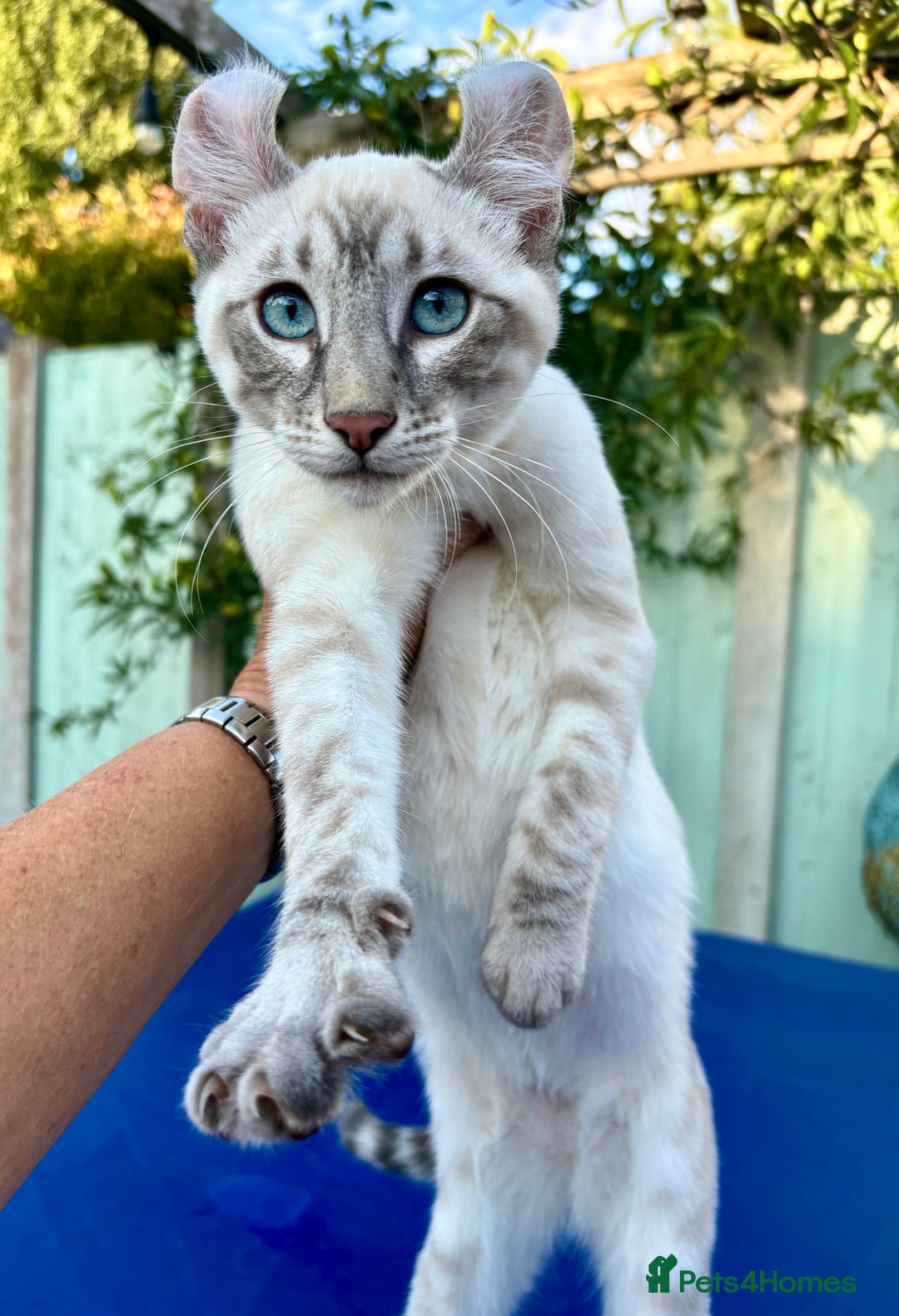 Bengal cats for sale: Stunning rare female  - Image 2