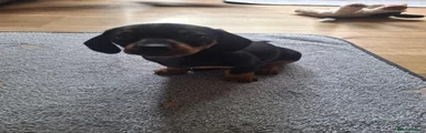 Dachshund 1