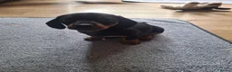 Dachshund dogs for sale: Miniature dachshund  - Advert 2