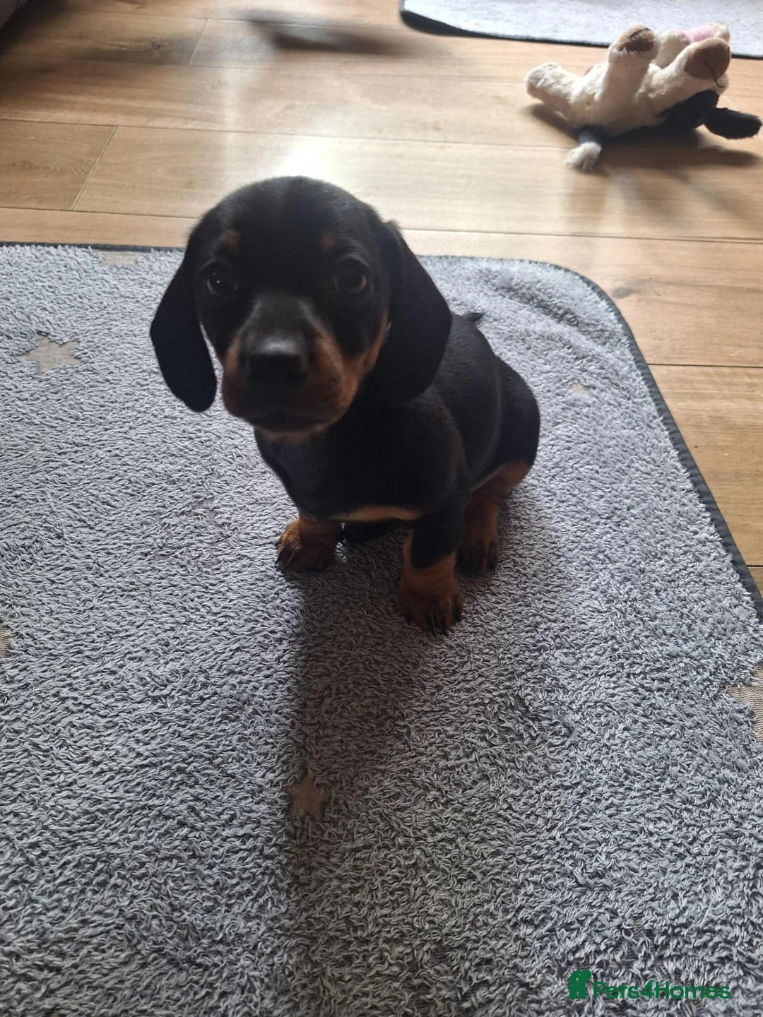 Dachshund dogs for sale: Miniature dachshund  - Advert 2