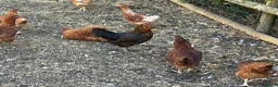 Chickens poultry for sale: Point of lay hens  - Advert 10