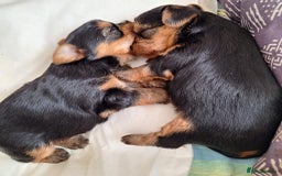 Yorkshire Terrier dogs for sale: Yorkshire Terrier Puppies – Ready 24 Dec - Image 12