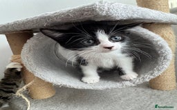 Mixed Breed cats for sale: 3 adorable female kittens  - Image 5