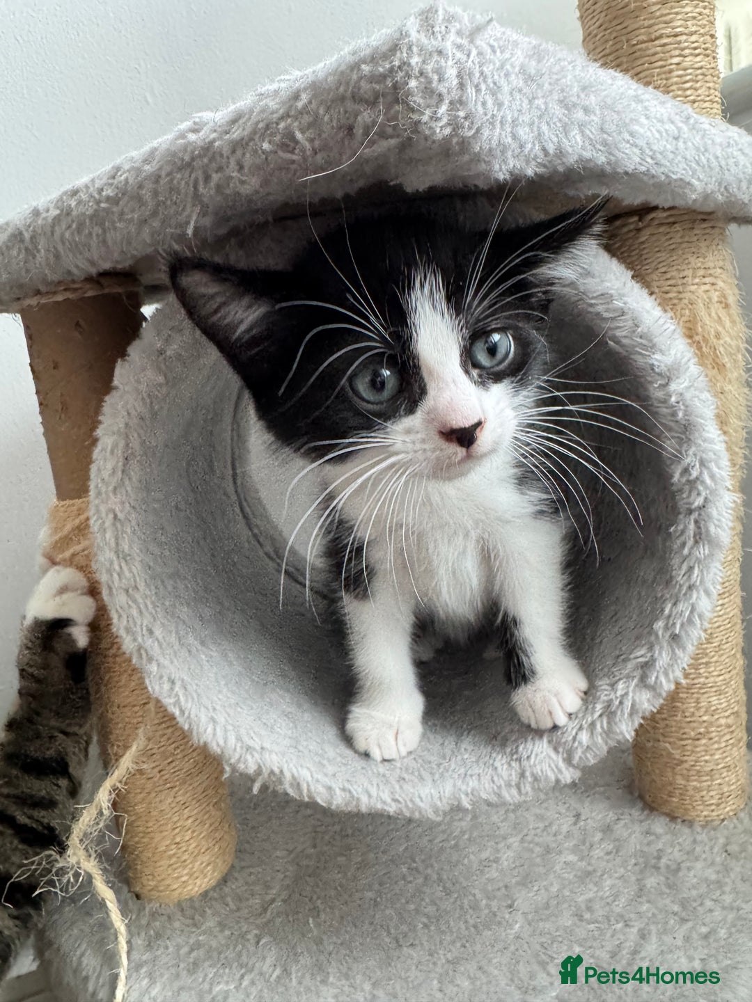 Mixed Breed cats for sale: 3 adorable female kittens  - Image 5