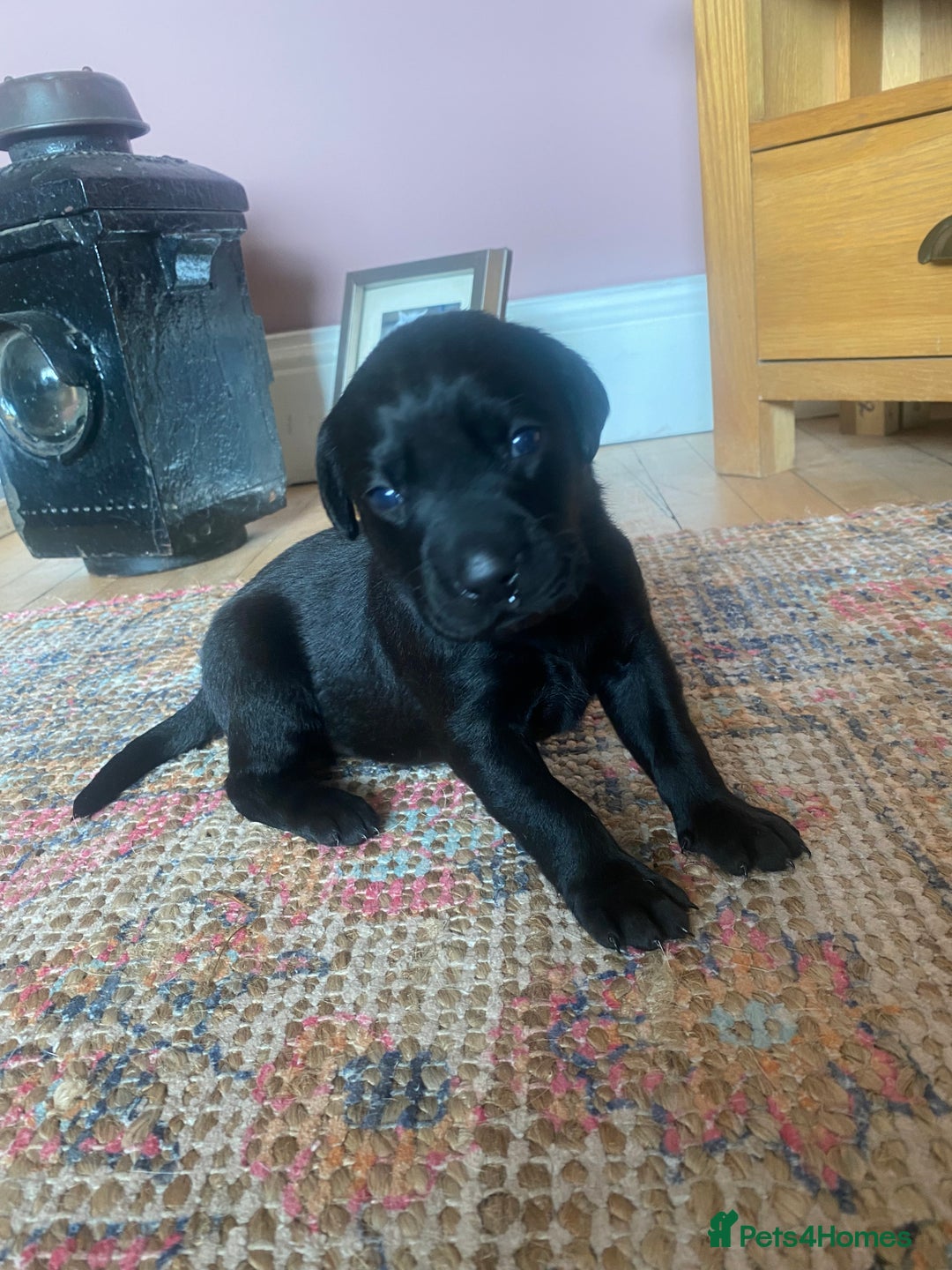 Labrador Retriever dogs for sale: Exceptional Quality KC Reg Labrador Puppies  - Image 8