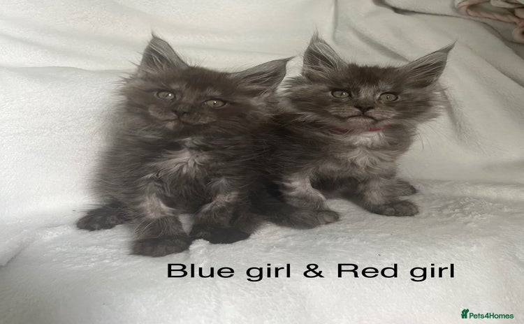 Maine Coon cats - Advert 1