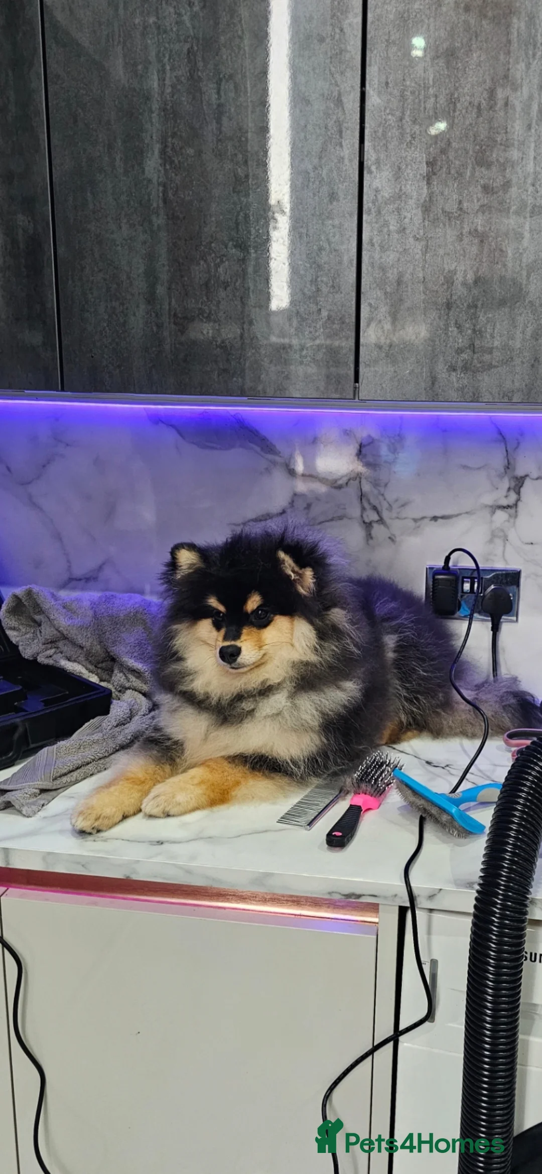 Pomsky dogs for sale: Batman F3 Pomsky boy  - Advert 10