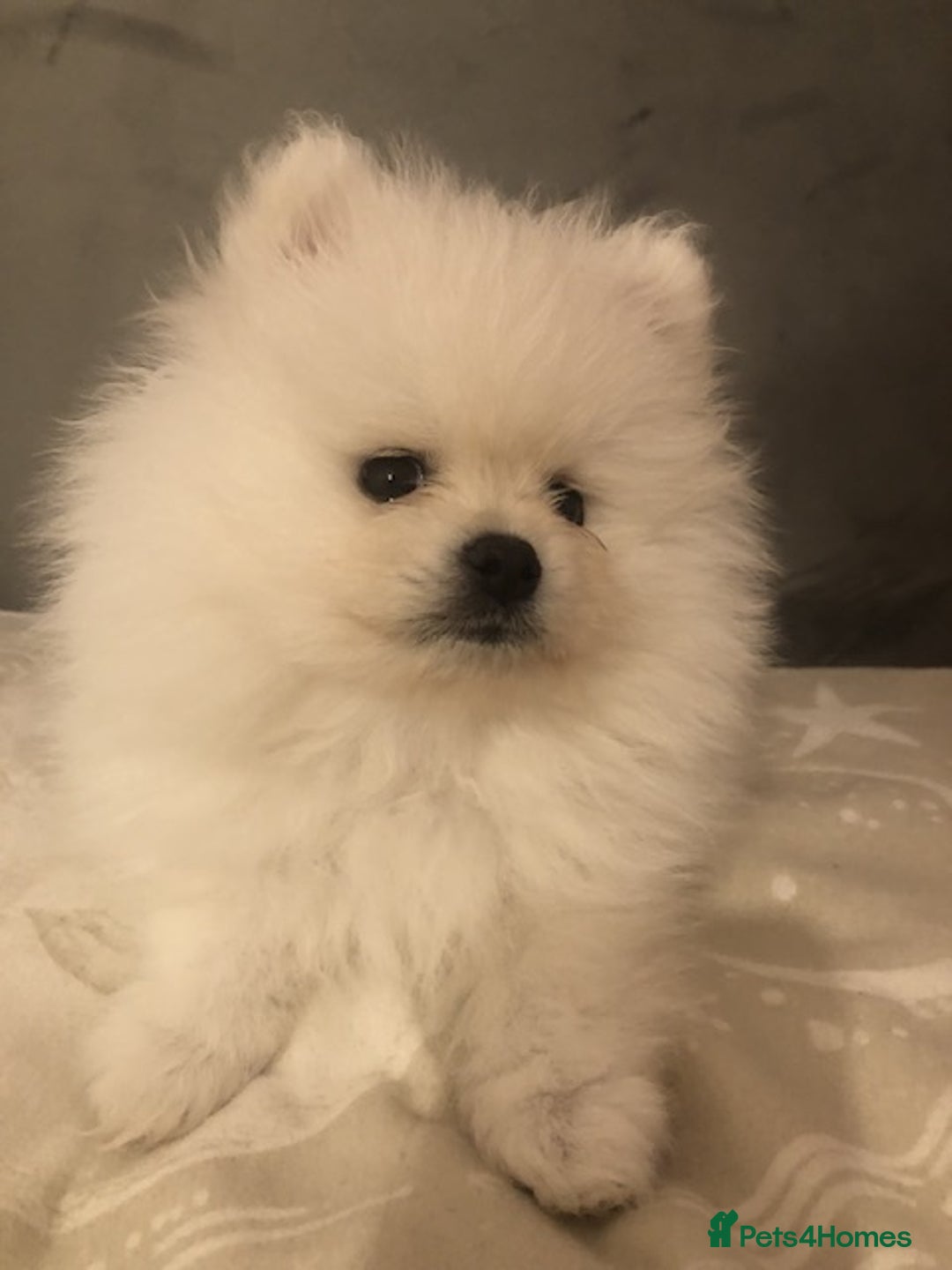 Pomeranian dogs for sale: Teddy Face , Pop Quality, Tiny BOY! - Advert 12