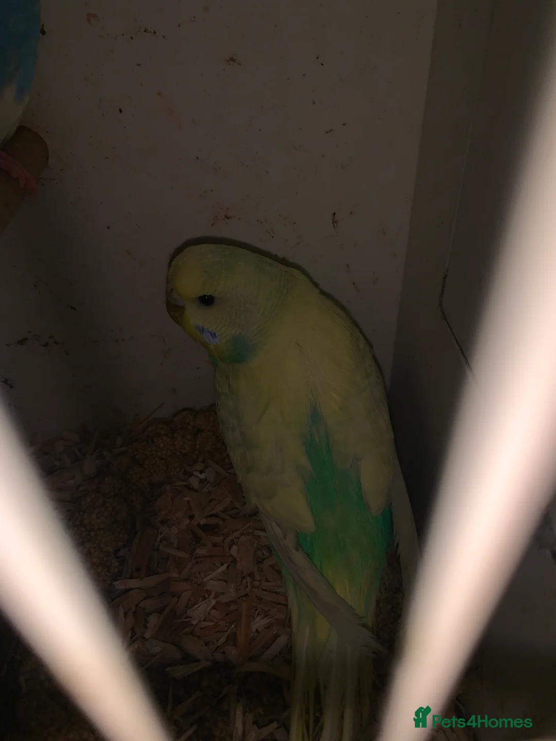 Budgerigars birds for sale: Beautiful young budgie s  - Advert 7