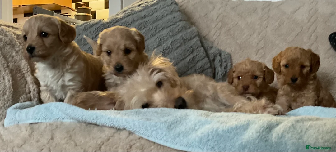 Jackapoo dogs for sale: Jackapoo Puppies - Advert 12