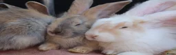 Continental Giant rabbits for sale: Continental Giants  - Advert 18