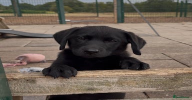 Labrador Retriever dogs - Advert 2