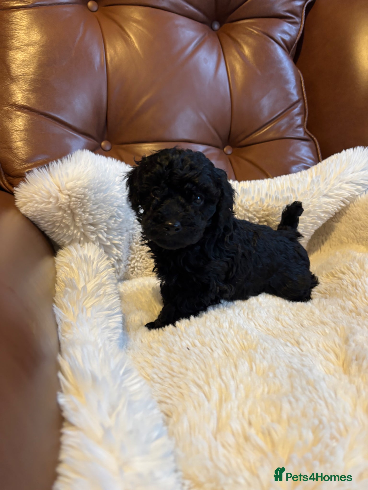 Cavapoo dogs Cavapoo from DNA PARENTS - Advert 15