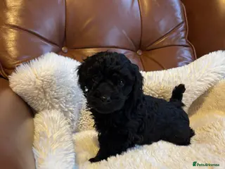 Cavapoo dogs Cavapoo from DNA PARENTS - Advert 15