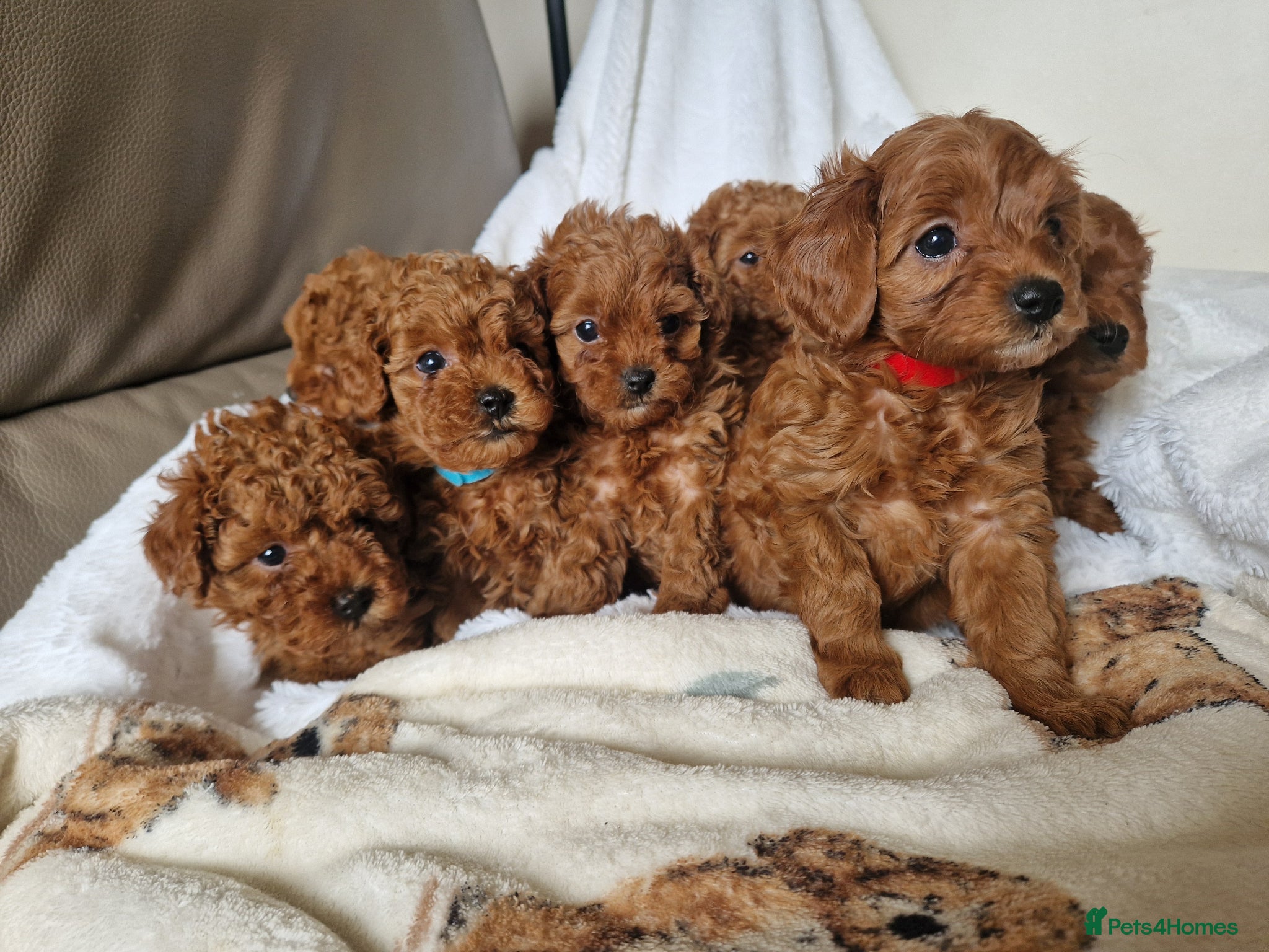 Cavapoo dogs 7 Beautiful Deep Red Cavapoo Puppies - Advert 1