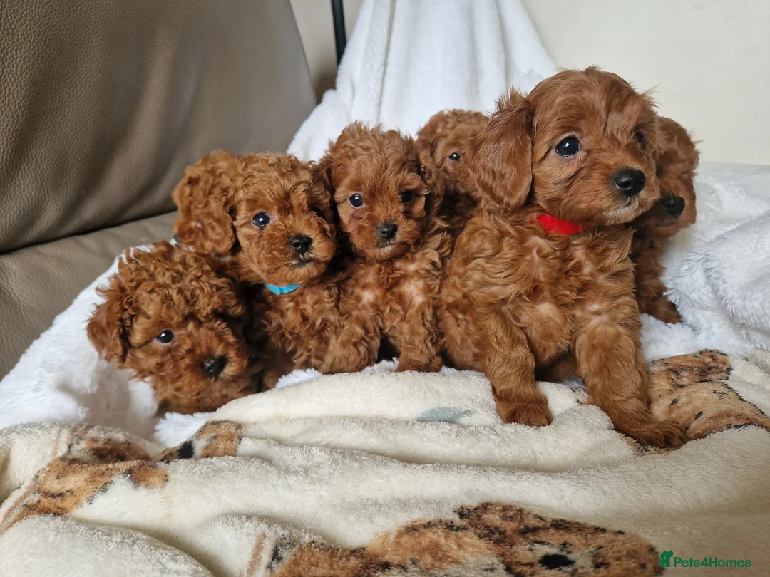 Cavapoo dogs for sale: 7 Beautiful Deep Red Cavapoo Puppies - Advert 1