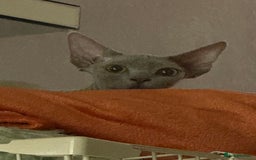 Devon Rex cats for sale: Last boy! 5 generation lilac boy! - Image 2