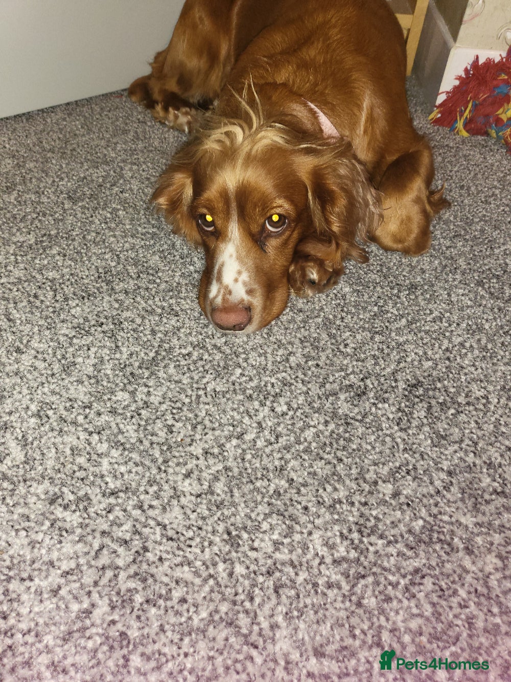 Cocker Spaniel dogs Confirmed litter  - Advert 3