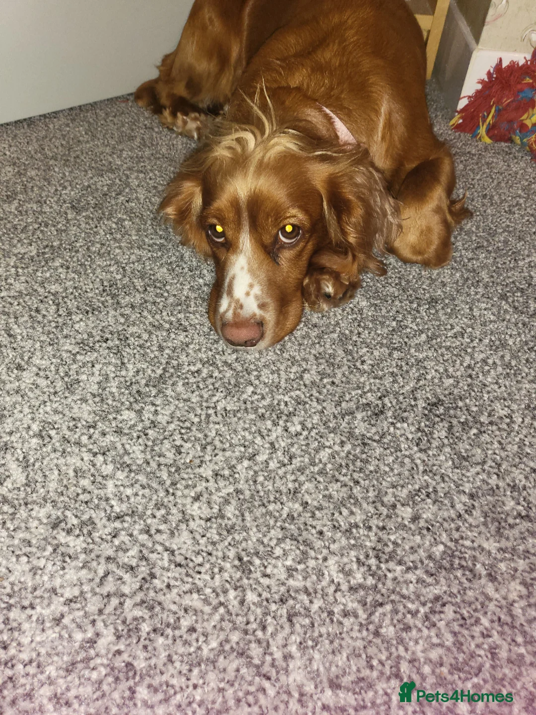 Cocker Spaniel dogs for sale: Confirmed litter  - Advert 1