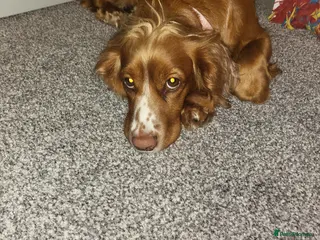 Cocker Spaniel dogs Confirmed litter - Advert 5