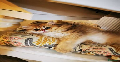 British Longhair cats - Advert 1