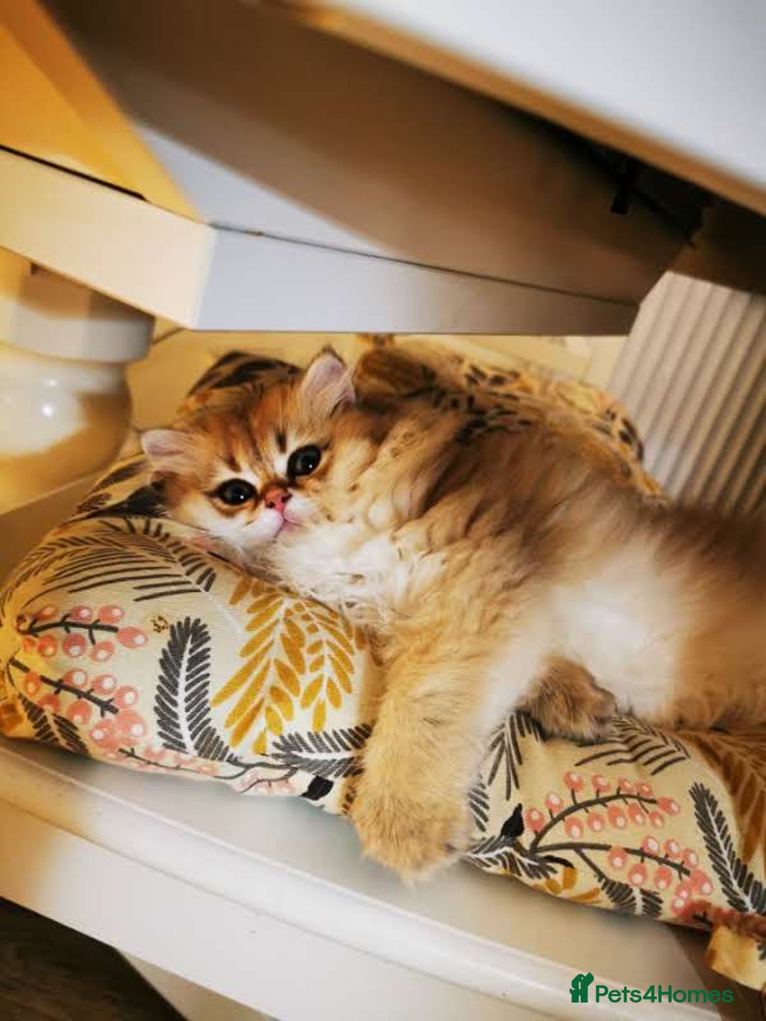 British Longhair cats for sale: Beautiful British Longhair - Image 2