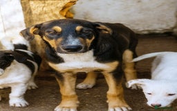 Mixed Breed dogs for adoption: 🐾 Ollie – a soft soul waiting for kindness ❤️ - Advert 2