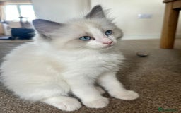Ragdoll cats for sale: Pure longhair Ragdoll Kittens - Raised with Soul - Image 2