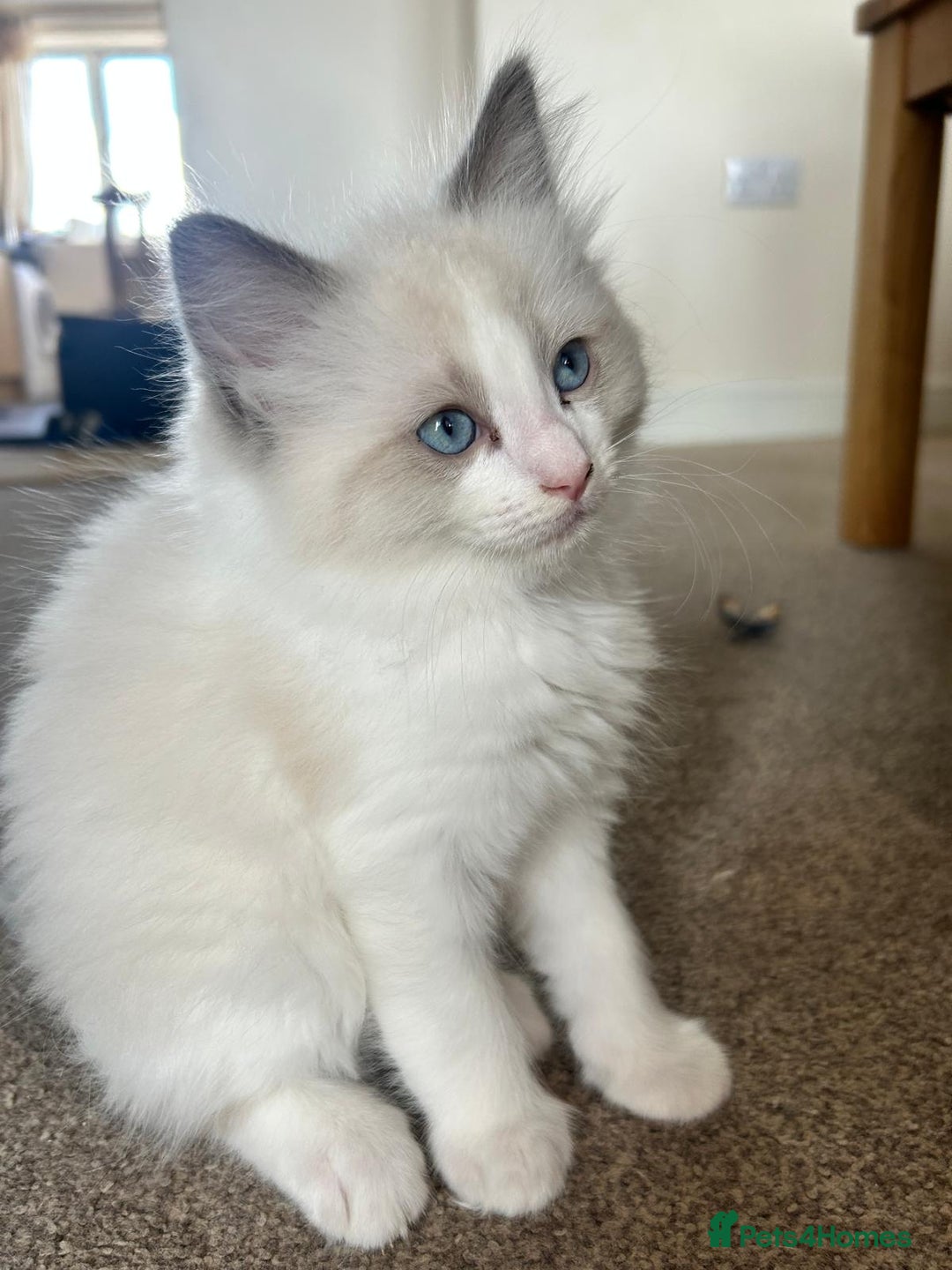 Ragdoll cats for sale: Pure longhair Ragdoll Kittens - Raised with Soul - Image 2