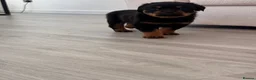 Rottweiler dogs for sale: Traditional type  KC Registered Rottweiler pups  - Advert 19
