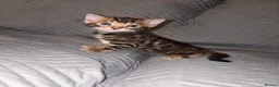 Bengal cats for sale: Outstanding pedigree bengals!  - Advert 21