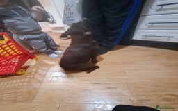 Patterdale Terrier dogs for sale: READY NOW!!..Patterdale Terrier Puppies  - Advert 5