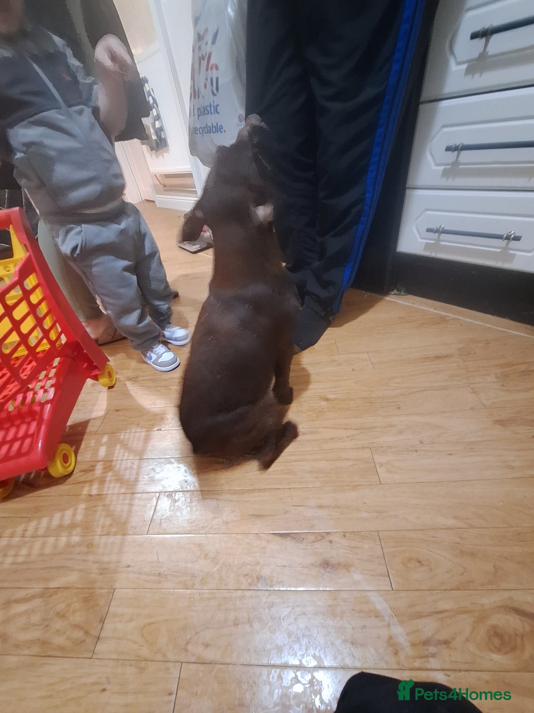 Patterdale Terrier dogs for sale: READY NOW!!..Patterdale Terrier Puppies  - Advert 5