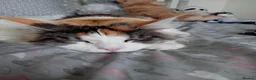Maine Coon cats for sale: Maine coon  - Advert 8