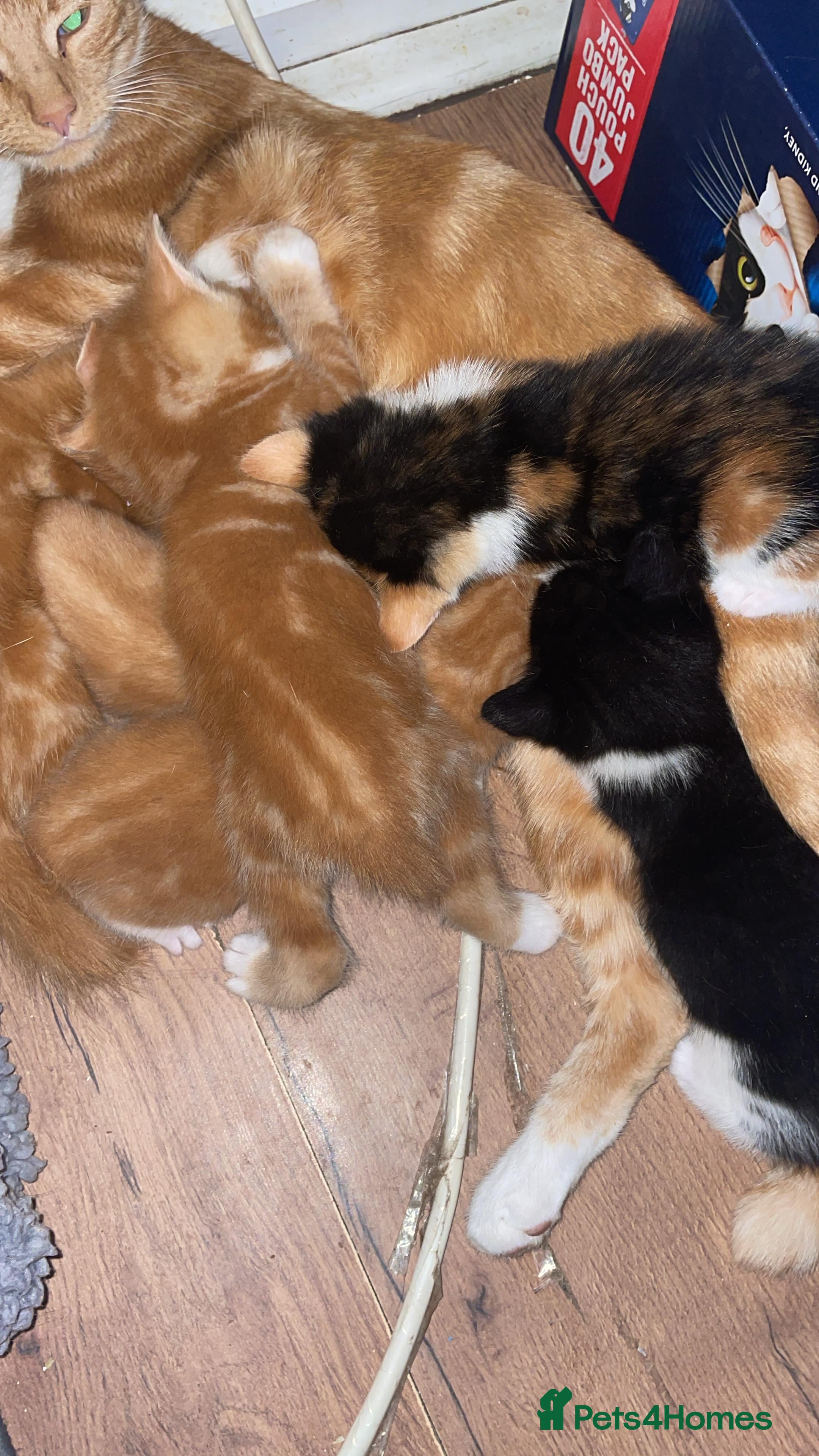 Mixed Breed cats Cute Adorable Kittens for Sale - Advert 14