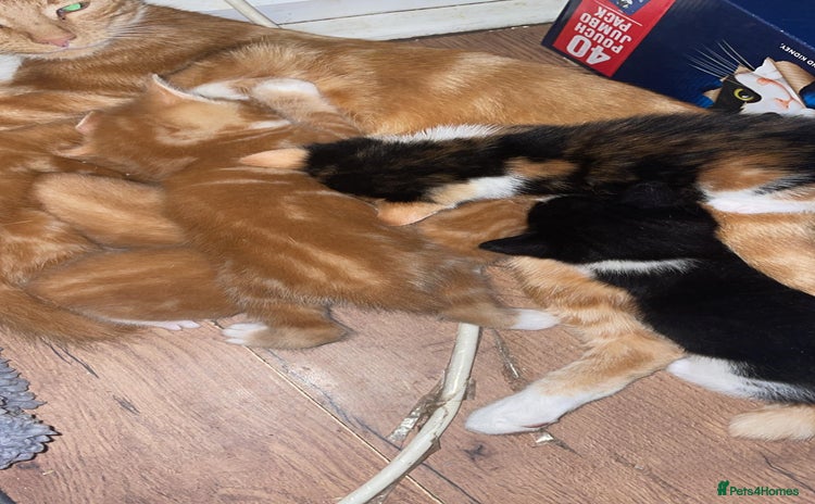 Mixed Breed cats - Advert 12