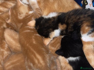 Mixed Breed cats Cute Adorable Kittens for Sale - Advert 14