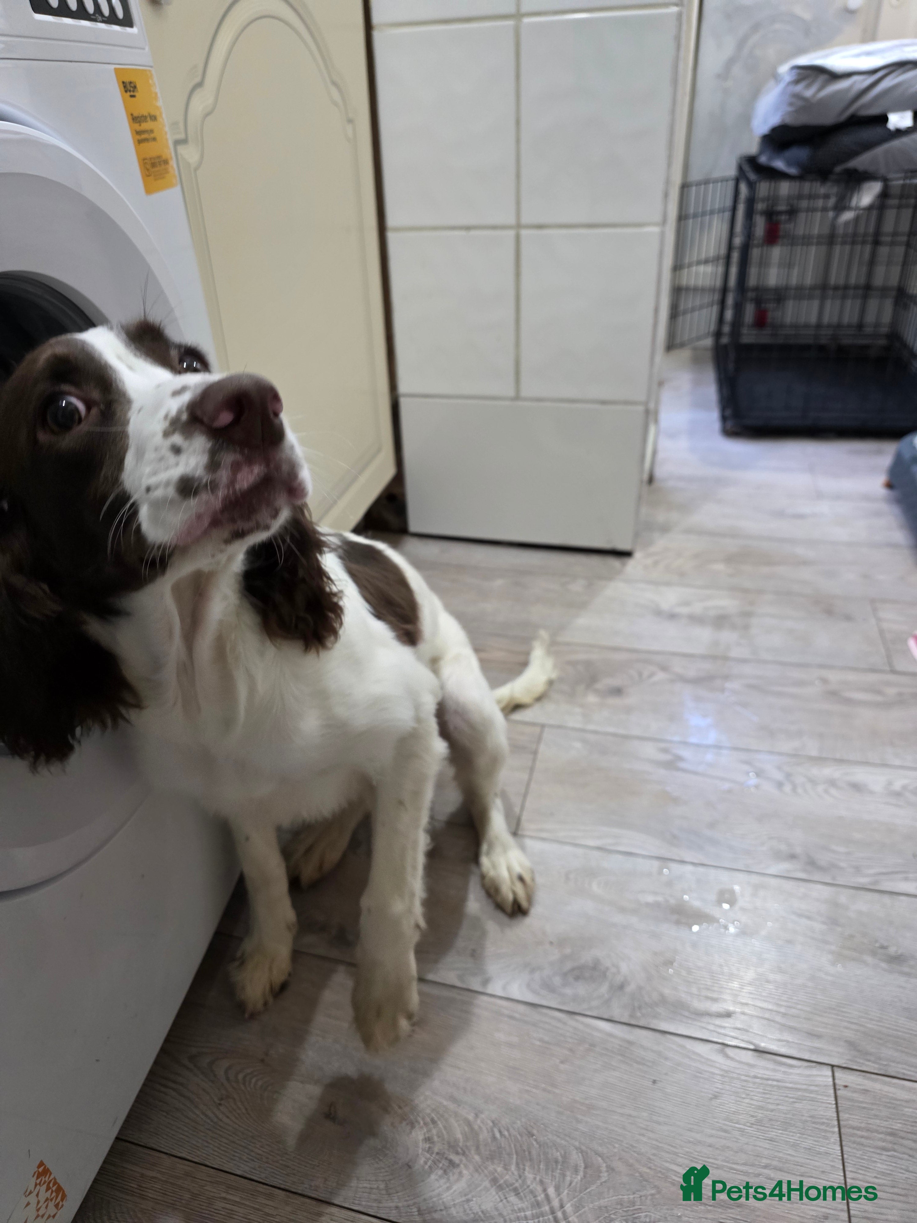 English Springer Spaniel dogs 6 Months Old Male Springer Spaniel - Advert 1