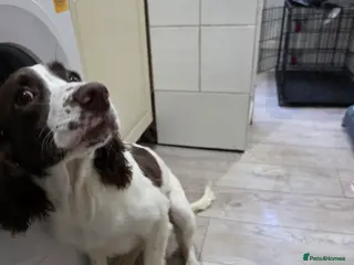 English Springer Spaniel dogs 6 Months Old Male Springer Spaniel - Advert 1