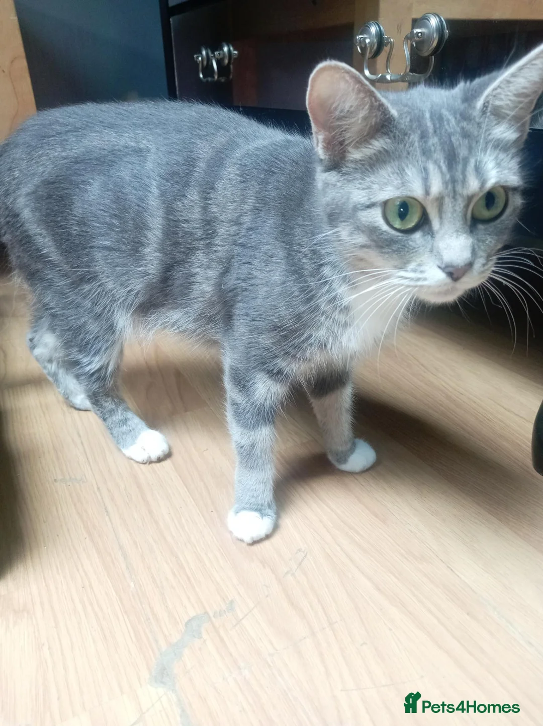 Mixed Breed cats for sale: Kittens lokking for new home in Swindon - Advert 1