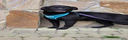 Mixed Breed dogs for adoption: ❤️🐶 MONICA – PURE AFFECTION IN A SMALL BODY in Burton-on-Trent - Advert 17