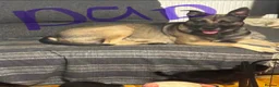 German Shepherd dogs for sale: German shepards looking for their  forever home  - Advert 5