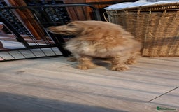 Goldendoodle dogs for sale: Goldendoodle Puppies – Ready for Walks 🐾 - Image 12