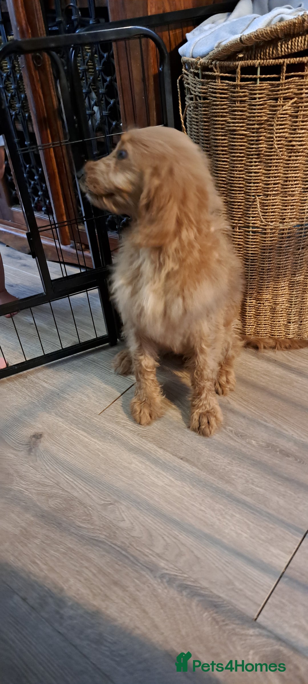 Goldendoodle dogs for sale: Goldendoodle Puppies – Ready for Walks 🐾 - Image 12